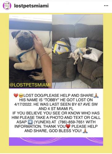 Lost Female Dog last seen Near SW y Flagler, Miami, FL 33144