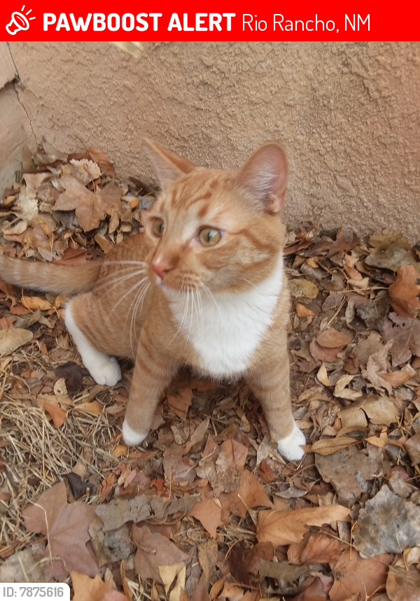Lost Male Cat last seen Near perry meadows Dr ne, Rio Rancho, NM 87144