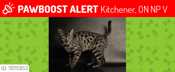 Lost Male Cat last seen close to a forest , Kitchener, ON N2P 2V9