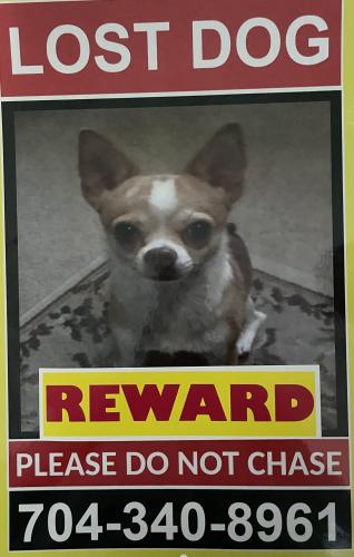 Lost Male Dog last seen Sun valley animal hosp, Monroe, NC 28110