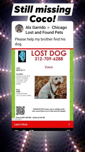 Lost Male Dog last seen Harlem ave & 54st, Chicago, IL 60638