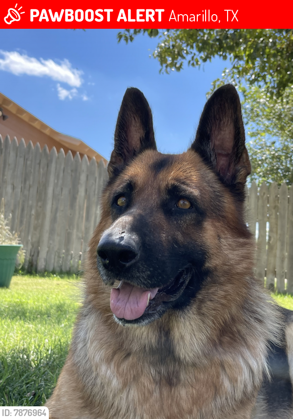 Lost Male Dog in Amarillo, TX 79101 Named Sarge (ID 7876964) PawBoost