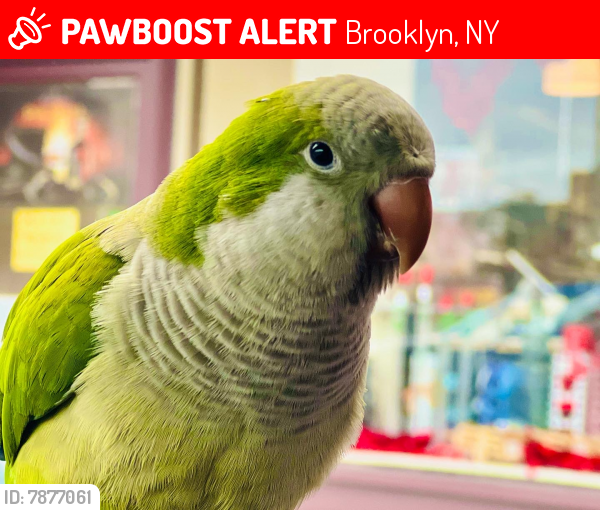 Lost Male Bird last seen McDonald ave Brooklyn NY-11218, Brooklyn, NY 11204