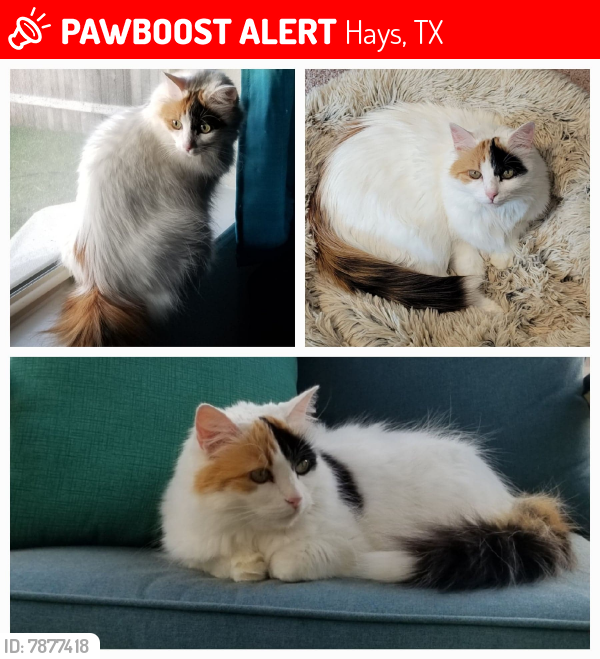Lost Female Cat last seen Eves Necklace/Yellowbark Street Buda, Tx (Sunfield), Hays, TX 78610