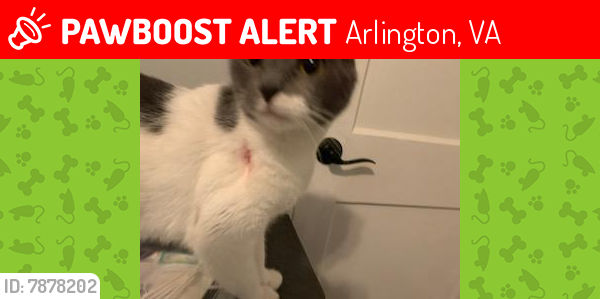Lost Female Cat last seen 8th & Oakland St S, Arlington, VA, Arlington, VA 22204