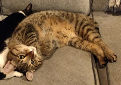 Lost Male Cat last seen Near & Dewdney Trunk Rd, Maple Ridge, BC V4R 1Y3