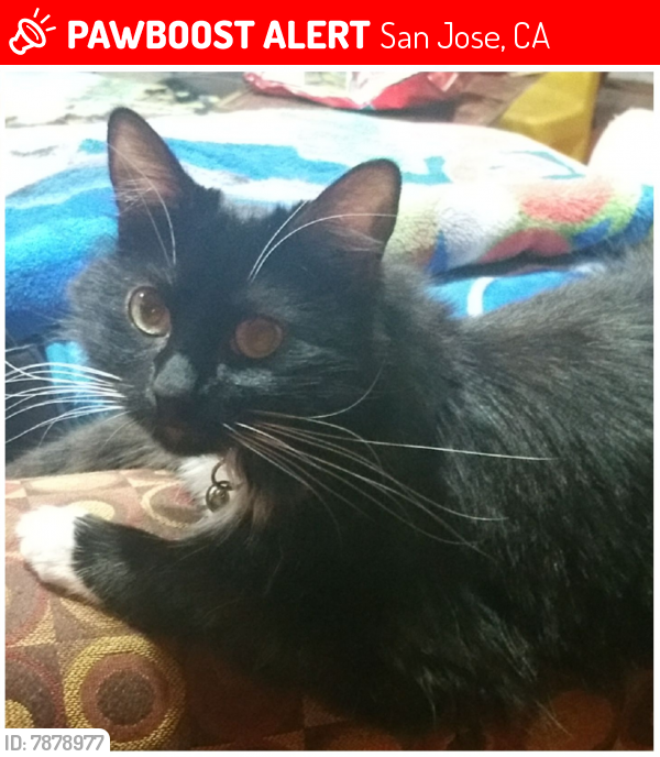 Lost Female Cat last seen Farringdon Drive and Murtha Drive, San Jose, CA 95127