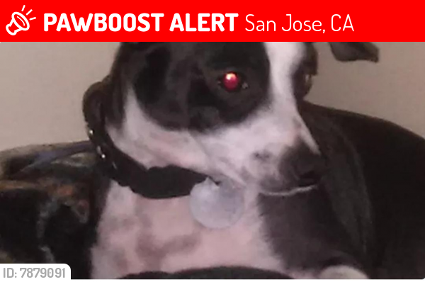 Lost Female Dog last seen Capital Express, San Jose, CA 95116