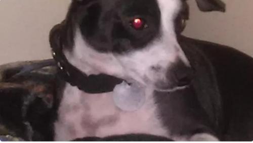 Lost Female Dog last seen Capital Express, San Jose, CA 95116