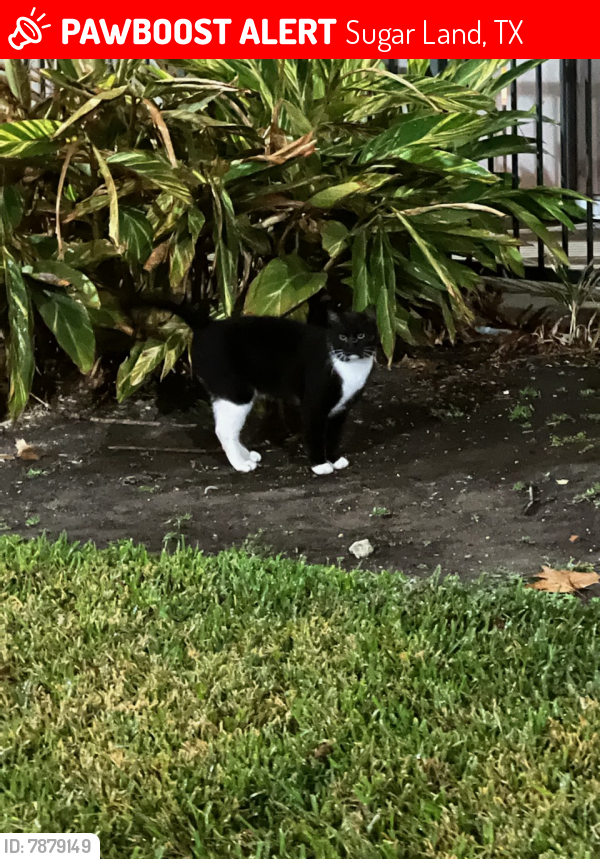 Lost Male Cat last seen Vinning apmts , Sugar Land, TX 77478