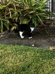 Lost Male Cat last seen Vinning apmts , Sugar Land, TX 77478
