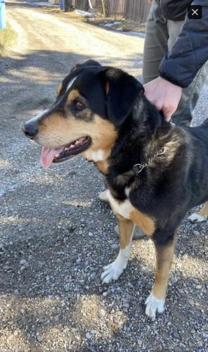 Found/Stray Male Dog last seen Bowness, Calgary, AB T3B