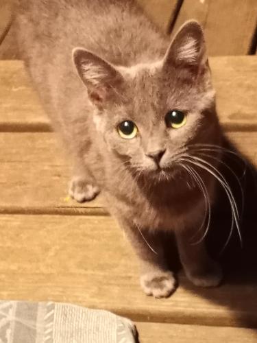 Lost Female Cat last seen 4th and Van Arsdale, Haysville, KS 67060