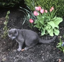 Lost Male Cat last seen Near East Lower Springboro Rd, Springboro OH 45066, Springboro, OH 45066