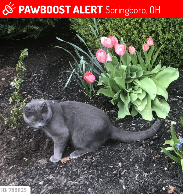 Lost Male Cat last seen Near East Lower Springboro Rd, Springboro OH 45066, Springboro, OH 45066