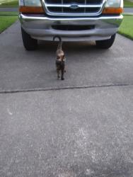 Lost Female Cat last seen Whitehall Ave. & Tallyho Ave., Baton Rouge, LA 70806