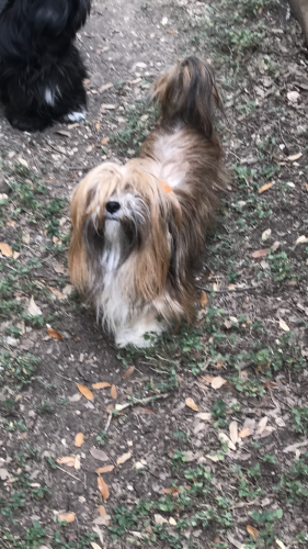 Lost Female Dog last seen East Rector St Ridgeview 78216, San Antonio, TX 78216