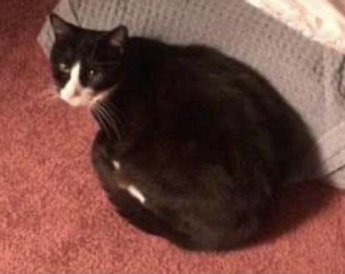 Lost Male Cat last seen Near E 10th Ave and wells st, Conshohocken, PA 19428