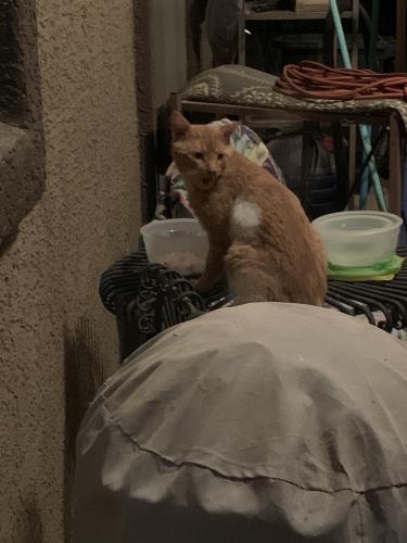 Found/Stray Male Cat last seen Gary rd and magma , San Tan Valley, AZ 85142