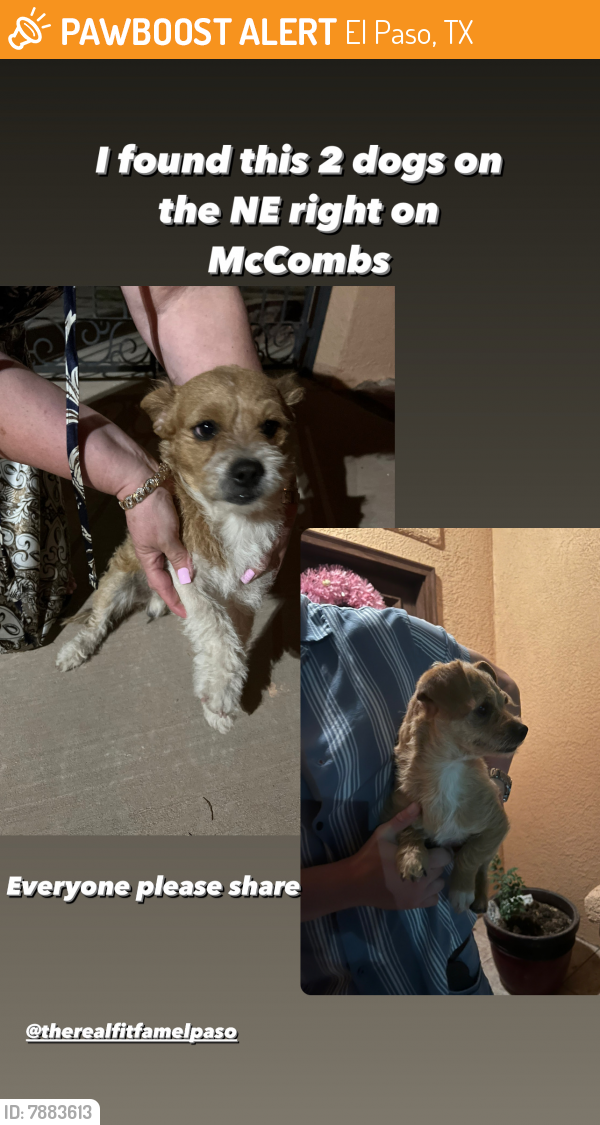 Found/Stray Male Dog in El Paso, TX 79934 (ID 7883613) PawBoost
