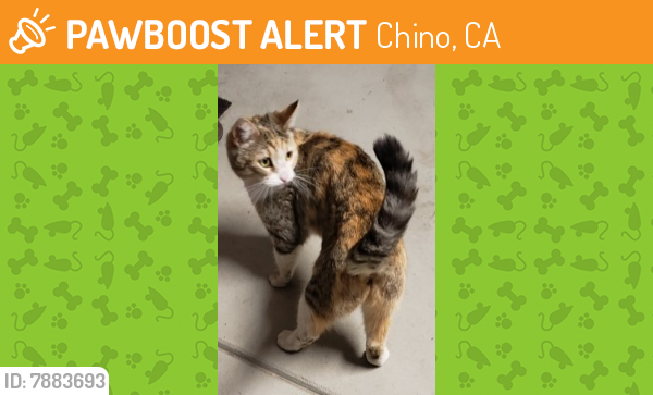 Found/Stray Female Cat last seen Lindberg Avenue and E. Preserve Loop, Chino, Chino, CA 91708