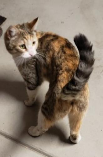 Found/Stray Female Cat last seen Lindberg Avenue and E. Preserve Loop, Chino, Chino, CA 91708
