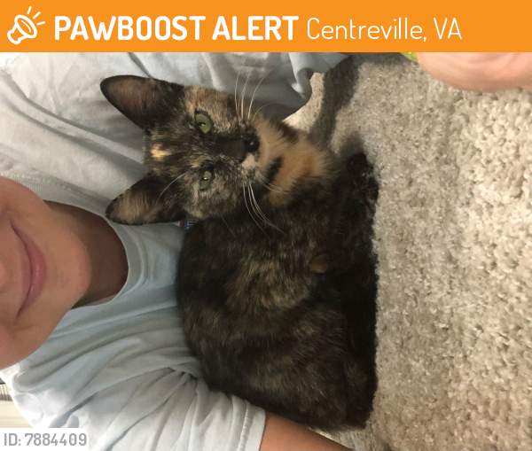 Found/Stray Unknown Cat last seen Old Centreville Road, Centreville,Va, Centreville, VA 20121