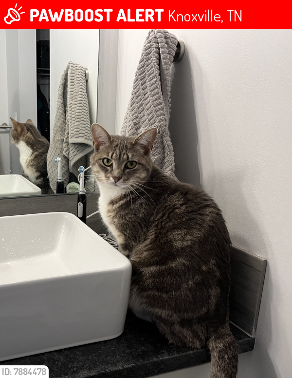 Lost Female Cat last seen Wildwood court , Knoxville, TN 37920