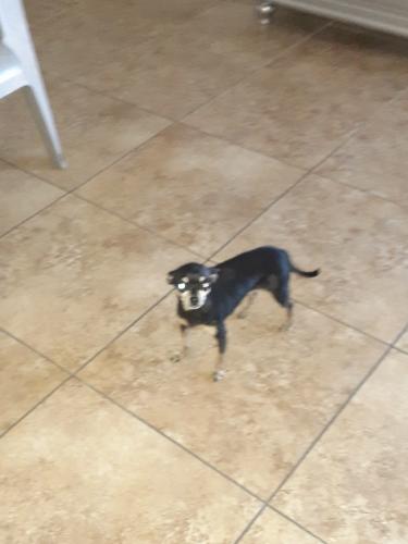 Lost Female Dog last seen Sheridan,60th Ave -and Encanto close to Desert Wedt Park, Phoenix, AZ 85035