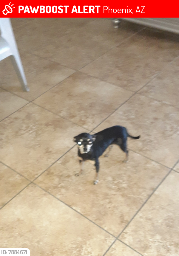 Lost Female Dog last seen Sheridan,60th Ave -and Encanto close to Desert Wedt Park, Phoenix, AZ 85035
