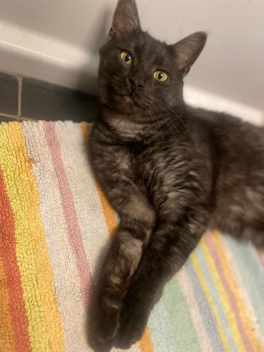 Lost Male Cat last seen Lomas and 16th Street, Albuquerque, NM 87102