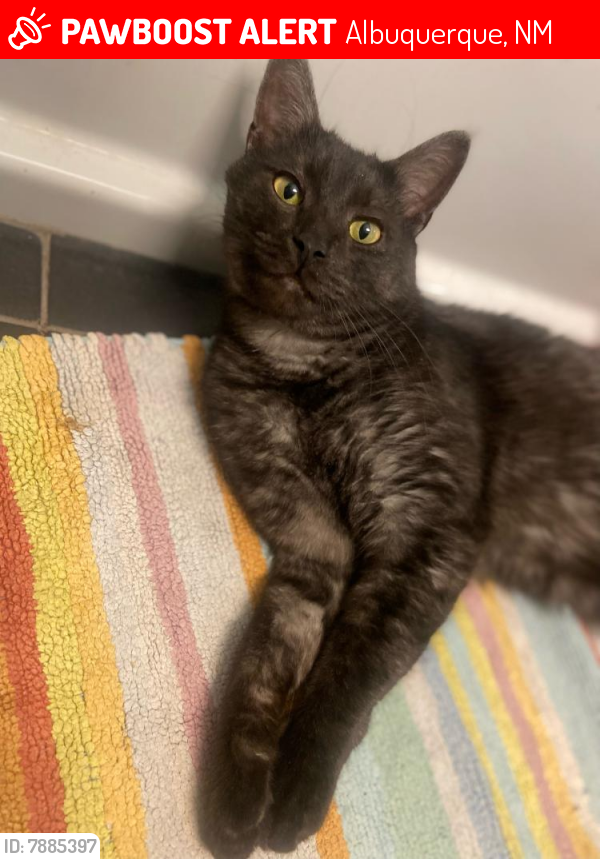 Lost Male Cat last seen Lomas and 16th Street, Albuquerque, NM 87102