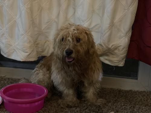 Found/Stray Male Dog last seen Weeping Willow Ct, 3000 block, Aspen Hill, MD 20906