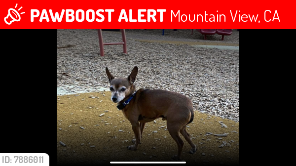 Lost Male Dog last seen Erik’s deli , Mountain View, CA 94040