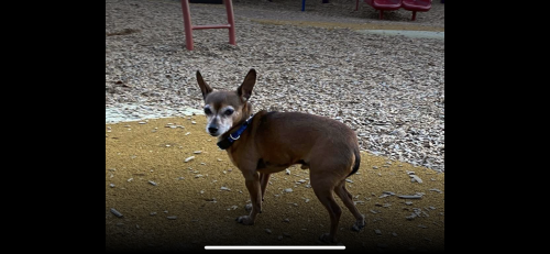 Lost Male Dog last seen Erik’s deli , Mountain View, CA 94040