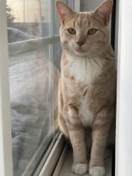 Lost Male Cat last seen Near britannia road east, Mississauga, ON L4Z 3W7