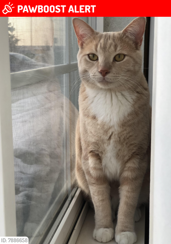 Lost Male Cat last seen Near britannia road east, Mississauga, ON L4Z 3W7