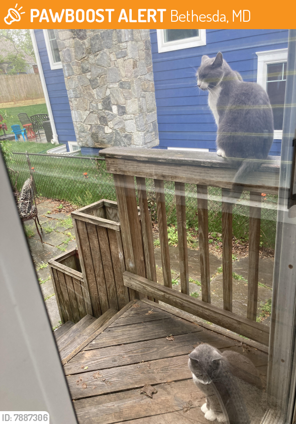 Found/Stray Unknown Cat last seen conway rd, Bethesda md, Bethesda, MD 20817