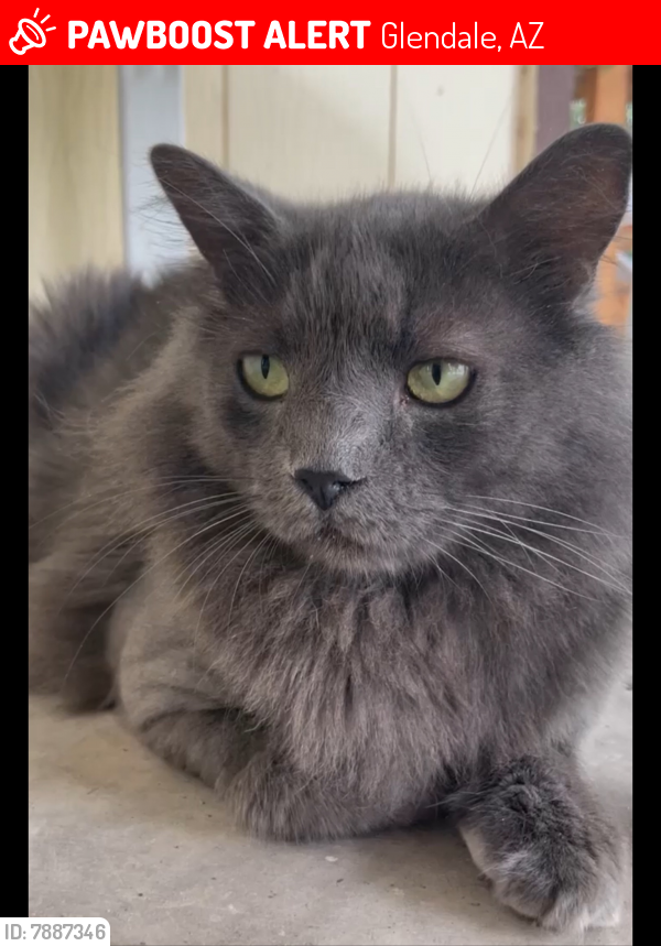 Lost Male Cat last seen 62nd Ave and Cactus, Glendale, AZ 85304