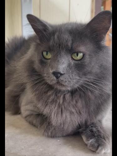 Lost Male Cat last seen 62nd Ave and Cactus, Glendale, AZ 85304