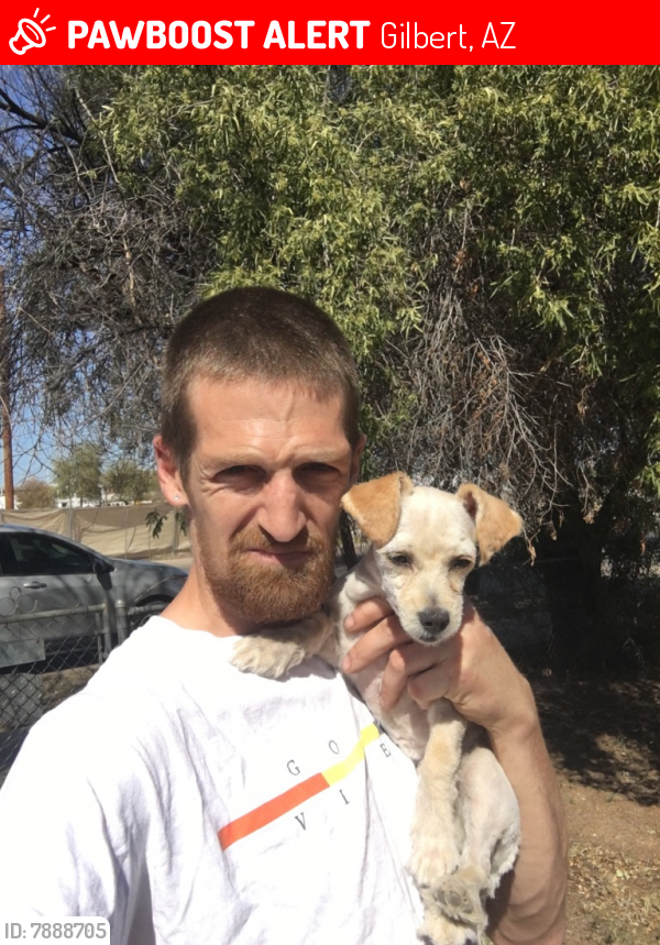 Lost Male Dog last seen Gilbert rd and elliot rd, Gilbert, AZ 85296