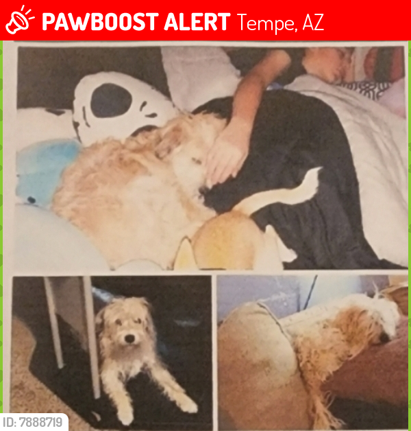 Lost Male Dog last seen Baseline and McClintock , Tempe, AZ 85282