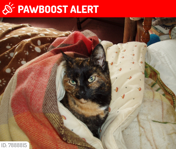 Lost Female Cat last seen High Lane, Mill Lane, Shapwick, England TA7