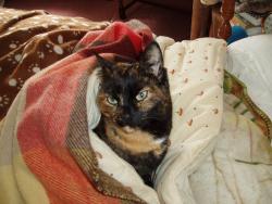 Lost Female Cat last seen High Lane, Mill Lane, Shapwick, England TA7