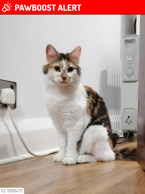 Lost Female Cat last seen Jutsums Lane, London Road, Southern Way, Greater London, England RM7