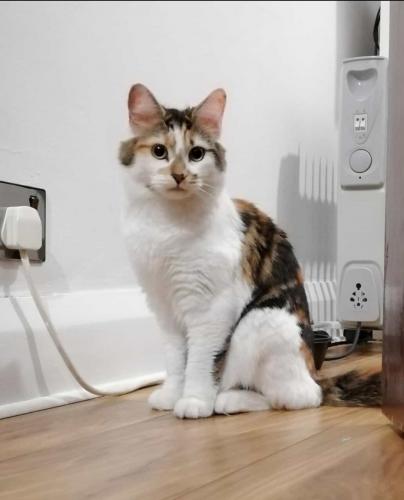 Lost Female Cat last seen Jutsums Lane, London Road, Southern Way, Greater London, England RM7