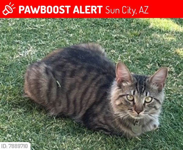 Lost Male Cat last seen Near West Gulf Hills Dr, Sun City AZ 85351, Sun City, AZ 85351