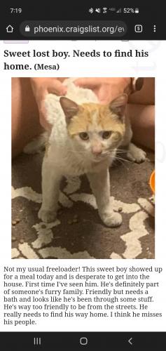 Found/Stray Male Cat last seen Baseline & Extension, Mesa, AZ 85210