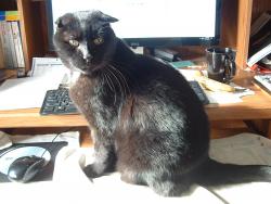 Lost Male Cat last seen Molly Berry Rd and Candy Hill Rd., Upper Marlboro, MD 20772