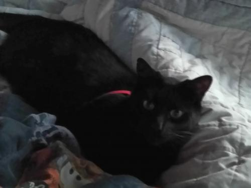 Lost Male Cat last seen Madeira way and Duke Way Livermore, Livermore, CA 94550